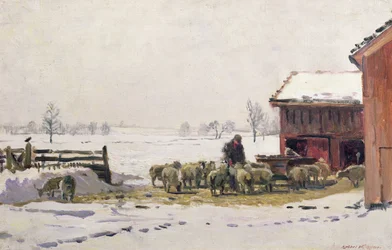 Schafe füttern im Winter